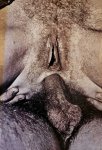 SEXUS-2 (1970s) (Denmark) preview